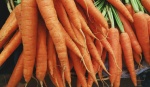 CarrotsHarshelHirve